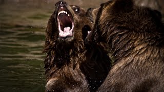 Watch Animals Craziest Fight on Camera  world's most amazing videos animal attacks Video