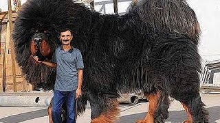 Watch MONSTER DOG - GIANT DOG - BIGGEST DOG ON EARTH - Chop Busters Video