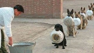 Watch Top 5 Discipline Dogs Videos Compilation 2016 Video