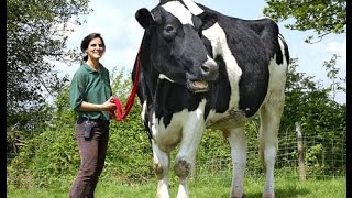 Watch World's Biggest Animals Of All Time  You Can't Believe Actually Exist Video