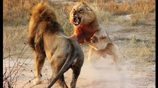 Watch Male Lions Fights 2016,lion vs lion real fight to death Video