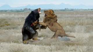 Watch Bear Vs Lion Fight : Amazing Video Video