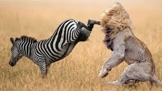 Watch Zebra attack and kill lion- lion severely injured on zebra attack Video
