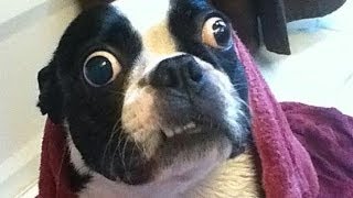 Watch Ultimate Funny Dog Videos Compilation 2016 Video