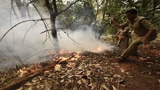 Watch Fire continue to burn in Himachal forests Video