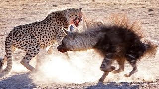 Watch Cheetah Vs Hyena Real Fight - Amazing Videos Video