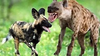 Watch Hyenas vs. Wild Dogs - Amazing Fight Video