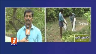 Watch Heavy Rain Destroys Mango Farmers in Karimnagar  iNews Video