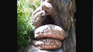 Watch MIRACLE MIRACLE TREE IN THE FORESTS OF ANDHRA PARDESH, INDIA Video