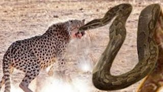 Watch Giant Anaconda vs Lion vs Tiger Great Python vs Lion Real Fight Video