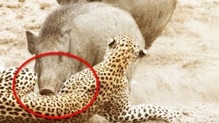 Watch Amazing Animal save other animal 2016 Video