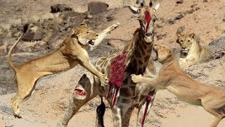 Watch Most Amazing Wild Animal Attacks 7 - Craziest Animal Fights Caught On Camera Video