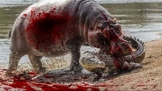 Watch Crocodile Attack Wildebeest - Crocodile Attack Zebra - Amazing Wild Animal Attacks DAL Video