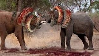 Watch Most Amazing Wild Animal Attacks - Lion Vs Buffalo - crocodile vs zebra Video