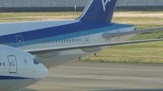 Watch Raw: Dogs Disrupt Tokyo Airport Runways Video
