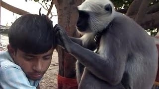 Watch whatsapp funny videos animals Latest Comedy Compilation Video