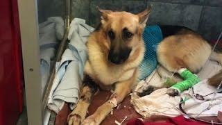 Watch Hero Dog Bitten Saving Girl from Rattlesnake Video