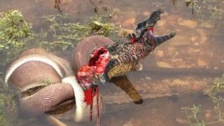 Watch Most Amazing Wild Animal Attacks 12 - Craziest Animal Fights Caught On Camera Video