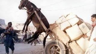 Watch Newest Whatsapp funny videos Video