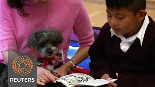 Watch Therapy dogs help New York immigrant kids clear reading hurdles Video