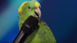 Watch The BEST TALENT in the world (This bird was able to speak at the microphone). Video