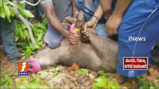 Watch Wild Boar attack two Persons in Huda Park Hayathnagar Hyderabad iNews Video