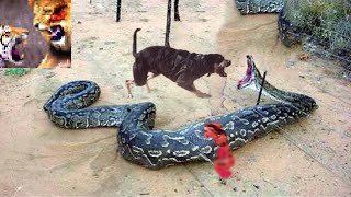 Watch Dog Vs Snake fight - Animals Real Fight Video