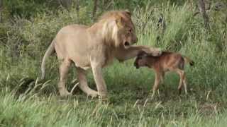 Watch Lion saves calf- Lion protects prey and saves from another lion attack Video