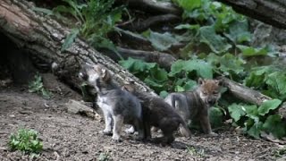 Watch Raw: Wolf Pups Debut at Chicago Area Zoo Video