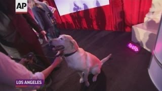 Watch How to spot a Hollywood dog Video