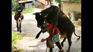 Watch very fanny videos 2016 Video