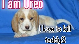 Watch OREO the beagle  kills everything which is cuter then him - All Time Matargashti Video