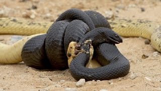 Watch Most Amazing Wild Animal Attacks - King Cobra, Python, Anaconda - CRAZIEST Animal Fights Video