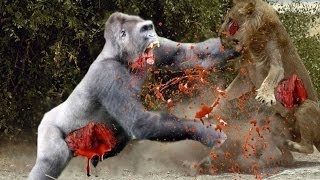 Watch 15 CRAZIEST Animal Fights Caught On Camera - Lion,Buffalo,crocodile,Elephant, Bear,Lion Video