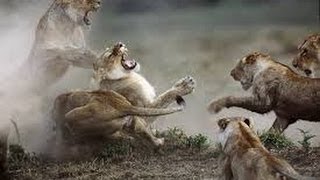 Watch Amazing Animals - Moments, Compilation February Video
