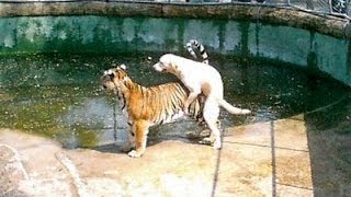 Watch THE LATEST Whatsapp FUNNY VIDEO Compilation of Animals in 2016 Video