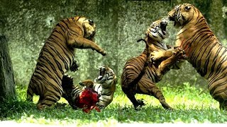 Watch Tiger Vs Tiger Fight To The Death Video