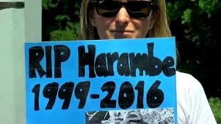 Watch Watchdog Group Blames Cincinnati Zoo Video