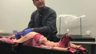 Watch Synthetic Dogs to be Used in Vet Training Video