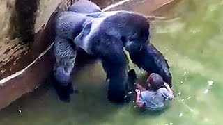 Watch Kaley Cuoco Slams Cincinnati Zoo for Shooting Gorilla Video