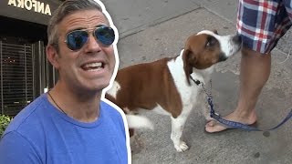Watch Andy Cohen  I DonÃ¢â‚¬â„¢t Need No StinkinÃ¢â‚¬â„¢ Dog Walker! Video