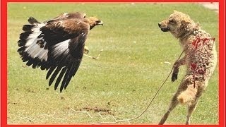 Watch Dog vs Eagle,Eagle vs Dog Fight Video