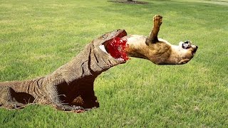 Watch Komodo Dragon Attacks  Komodo Dragon vs King Cobra  Komodo Dragon Documentary 2016 Video