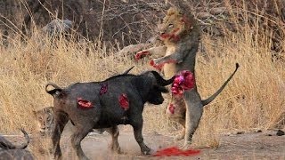 Watch Wild animals fight to death - CRAZIEST Animal Fights Caught  - Buffalo , Lion , Crocodile , Hippo Video