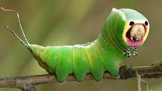 Watch Most Amazing Cheaters in Animal World Video
