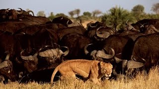 Watch Lion vs Buffalo - Lion vs Buffalo Real Fight (Dangerous Battle) Video