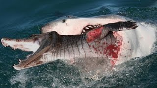 Watch Sharks Eat Crocodile, Gian Python VS Leopard - Real Fight To Death Video