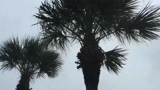 Watch Fla. Gov. Declares Emergency Due to Colin Video