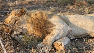 Watch Dying Lion After The Battle, Wild Animal Fights Video