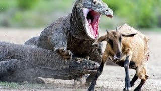 Watch Wild Animal Attacks - Komodo Attacks Chicken, Eating Deer, Monkey - Animals Attack Video